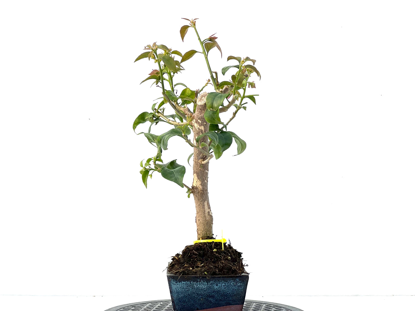 Buganvilla Glabra 3954