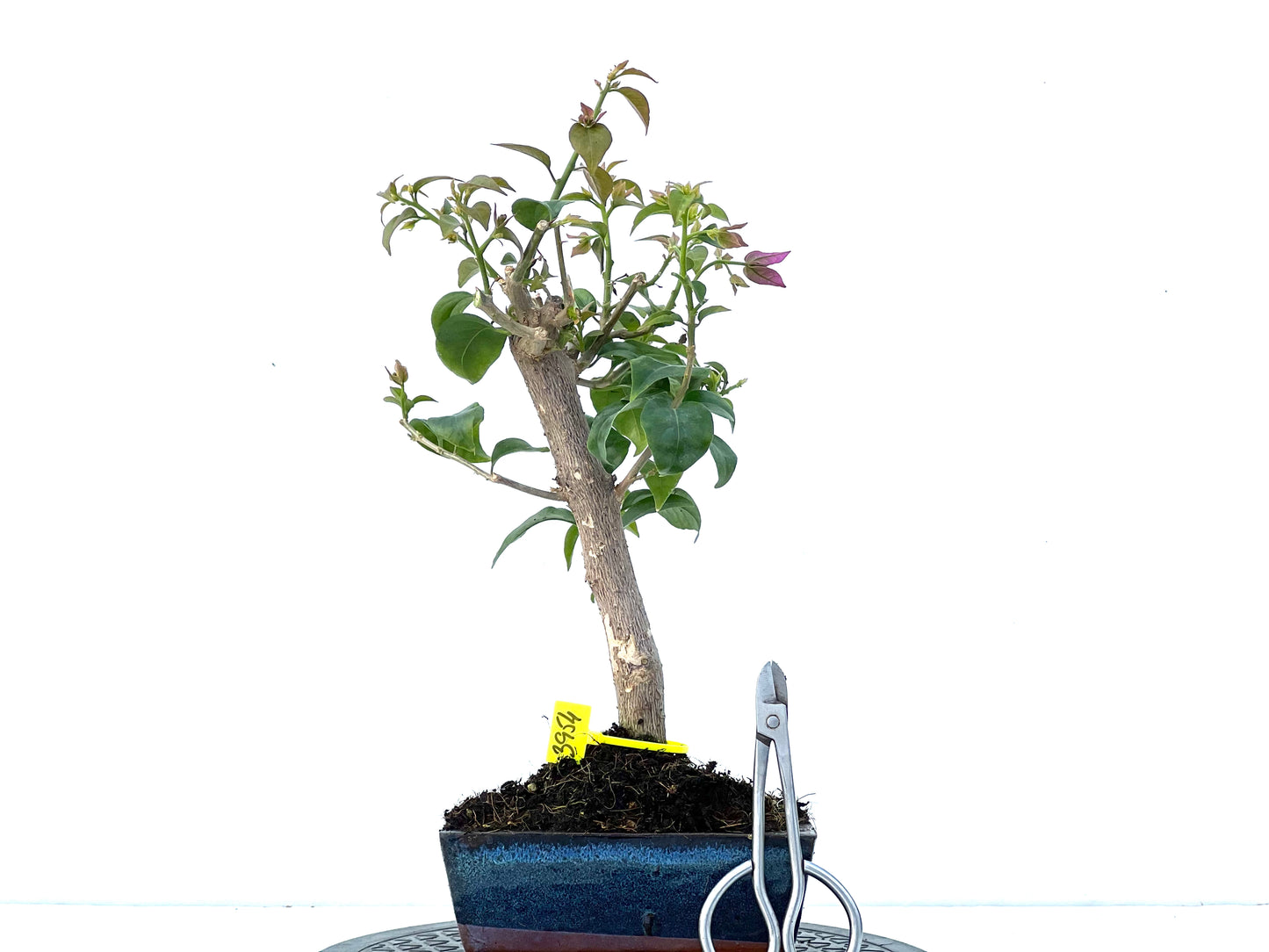 Buganvilla Glabra 3954