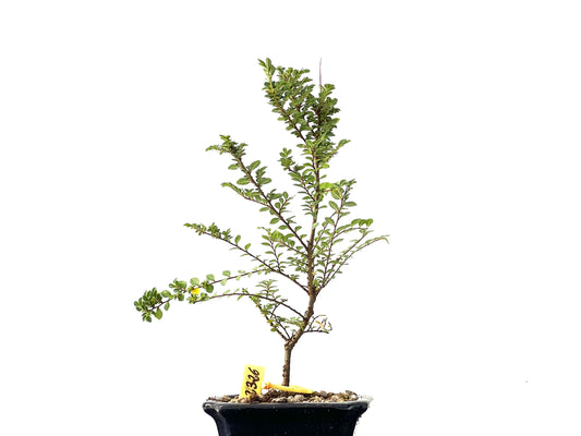 Ulmus Hokkaido 2326