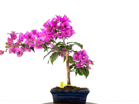 Buganvilla Glabra 3952