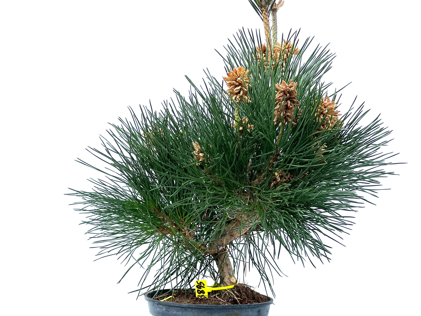 Pinus Thunbergii 3895