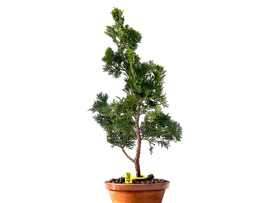 Chamaecyparis Obtusa Nana 2325