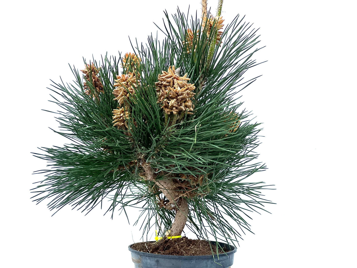 Pinus Thunbergii 3895