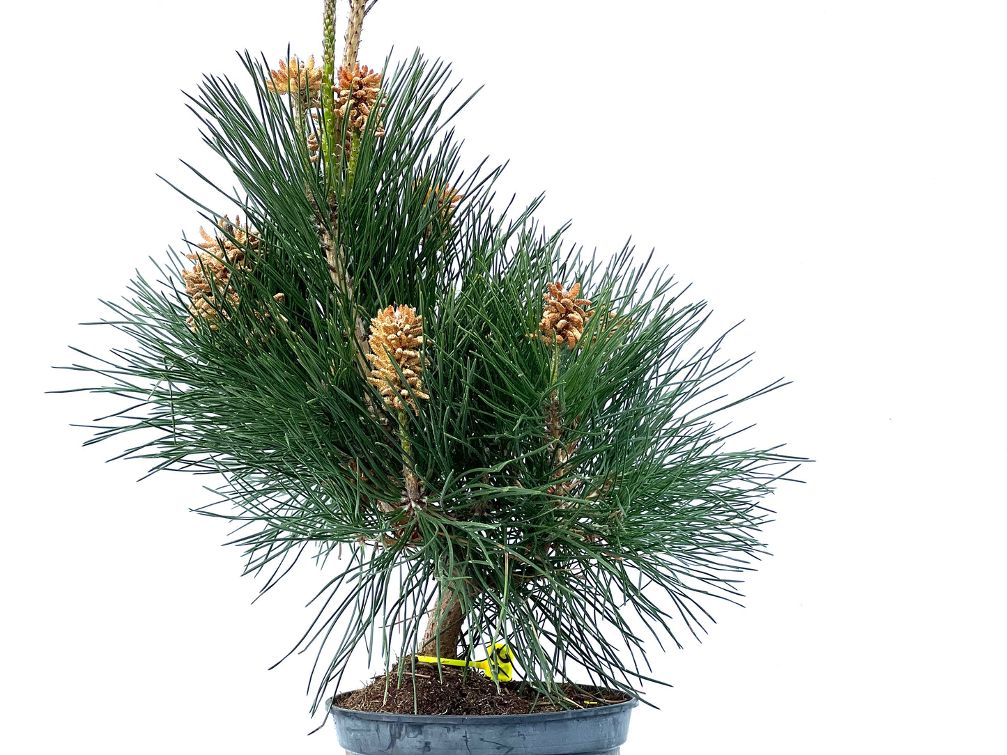 Pinus Thunbergii 3895