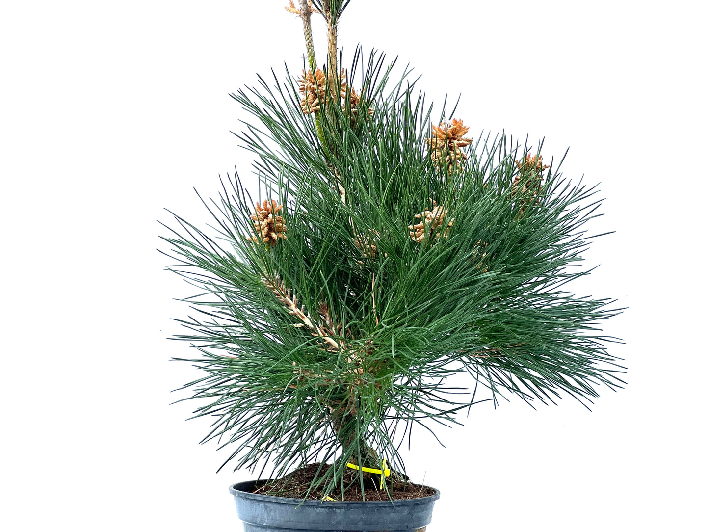 Pinus Thunbergii 3895