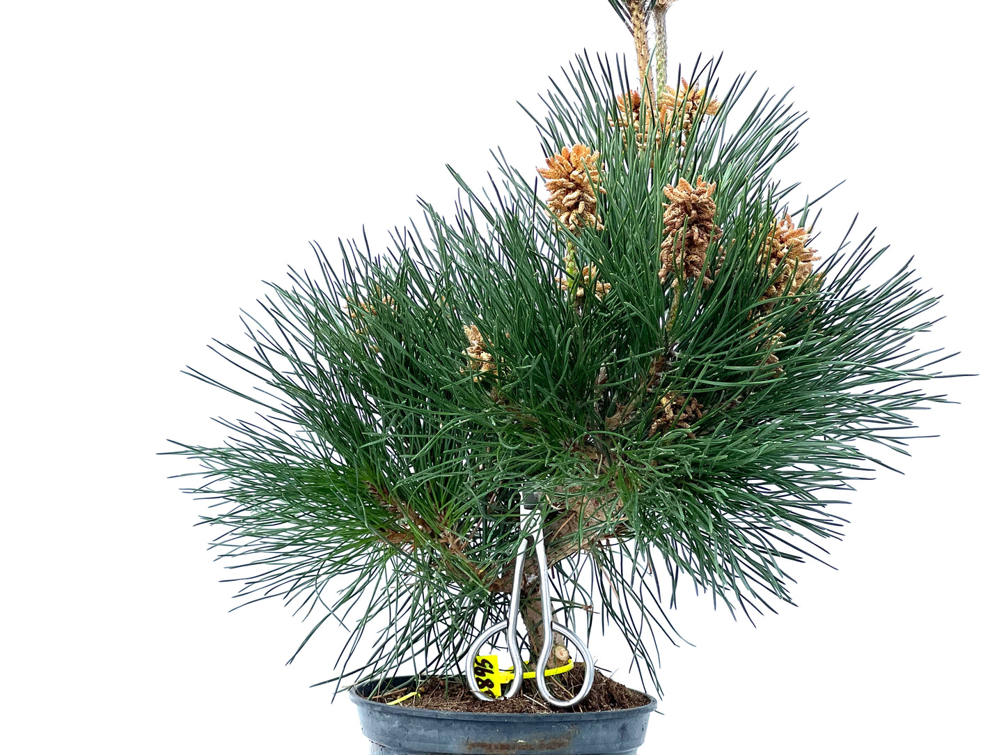 Pinus Thunbergii 3895