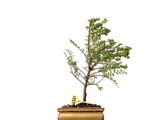 Ulmus Hokkaido 2324