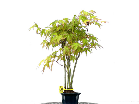 Bosque Acer Palmatum Yamamomiji 3861