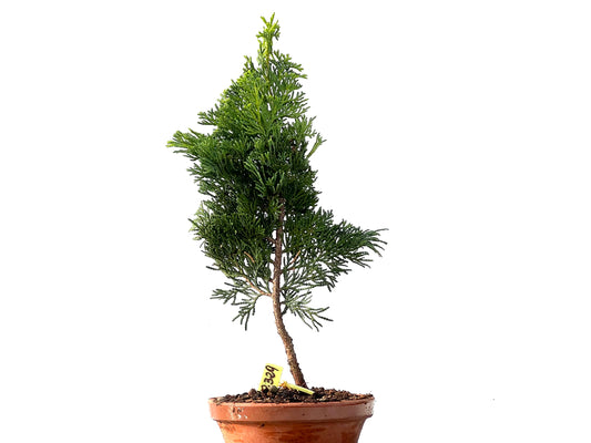Chamaecyparis Obtusa Nana 2329