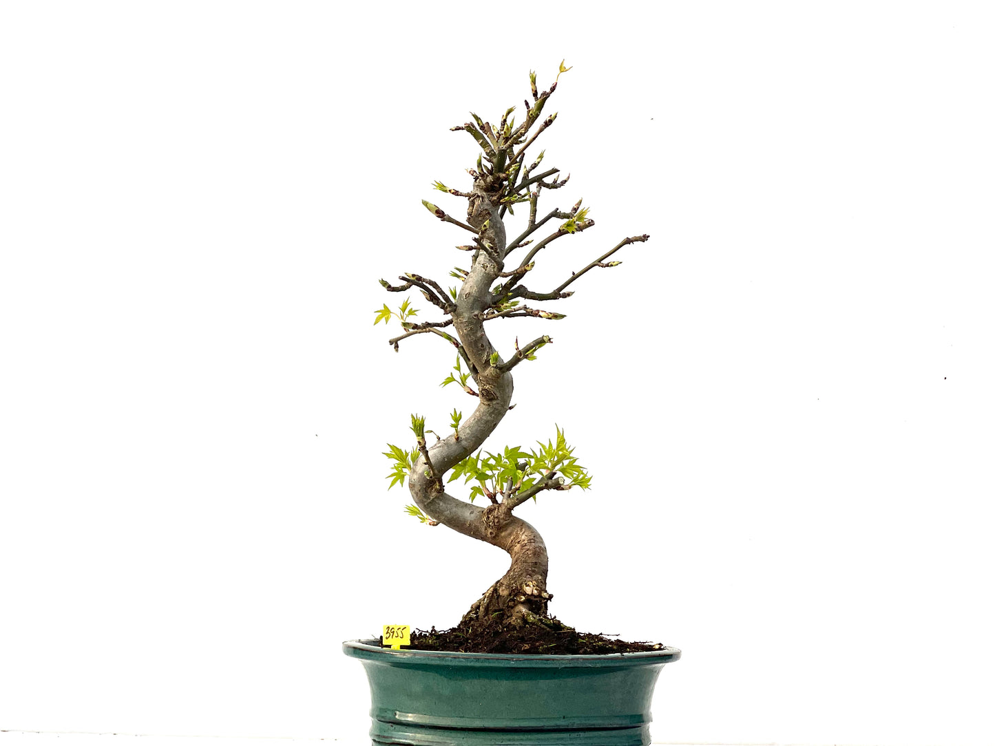 Liquidambar 3955