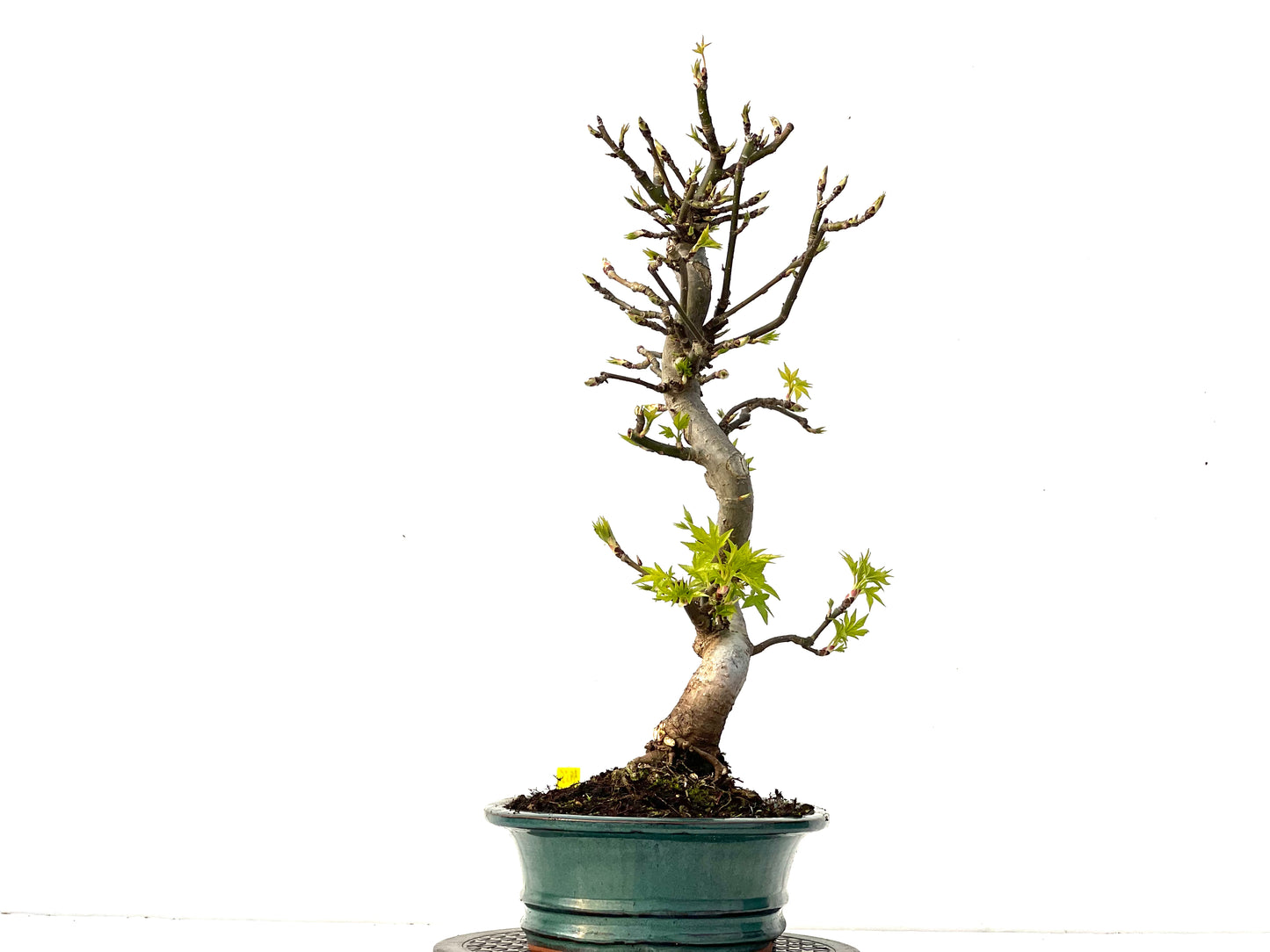 Liquidambar 3955