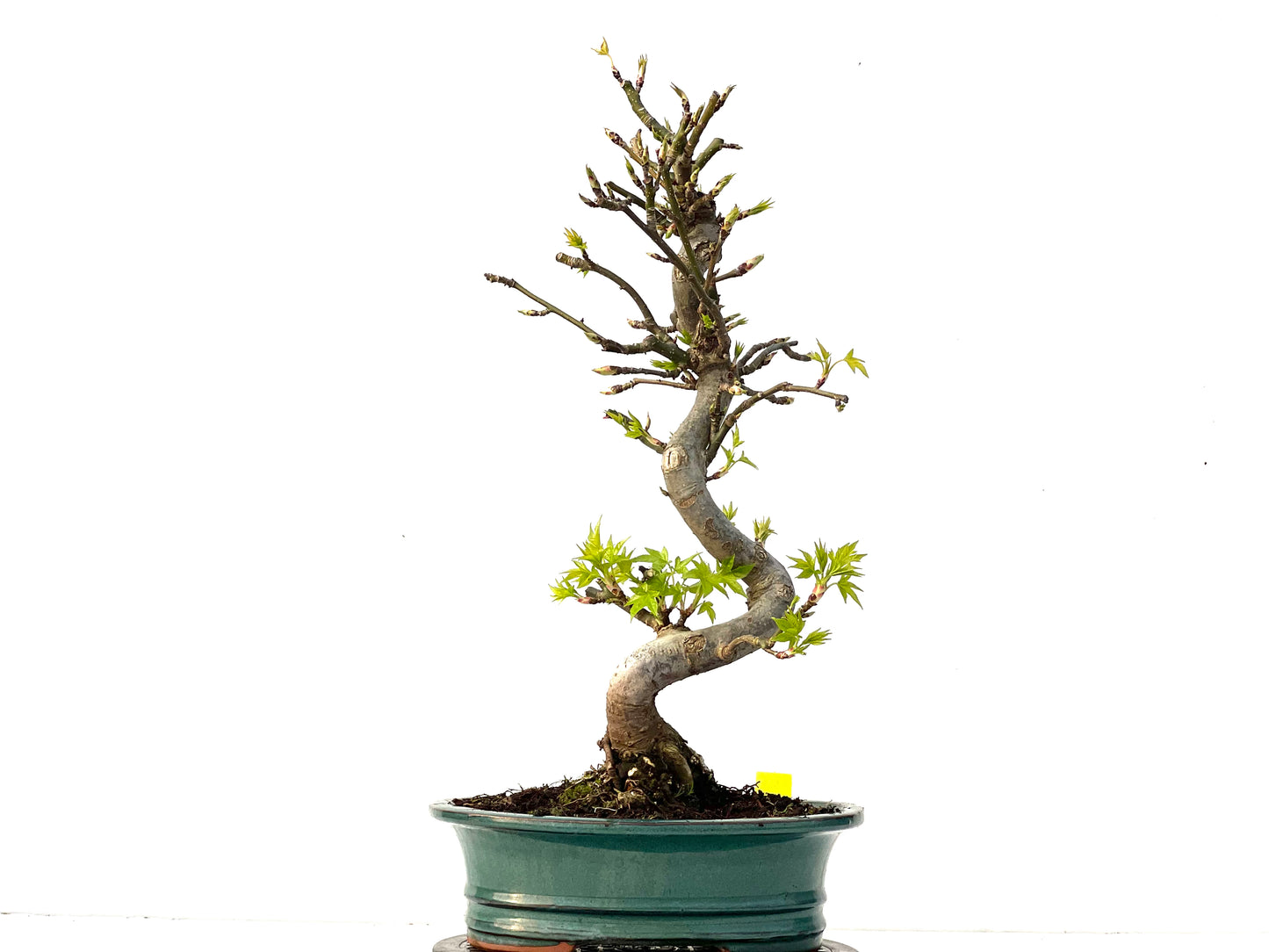 Liquidambar 3955