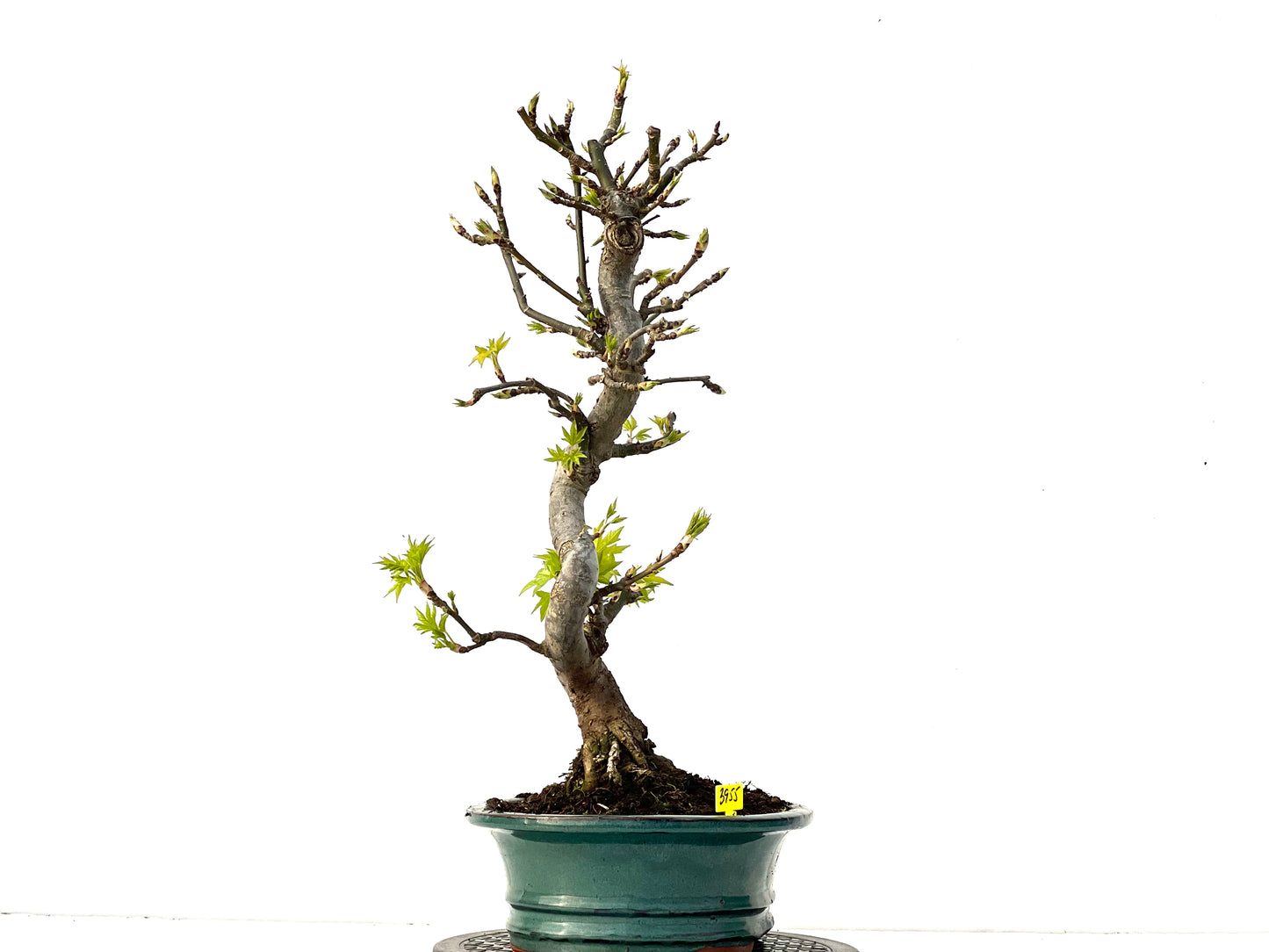 Liquidambar 3955