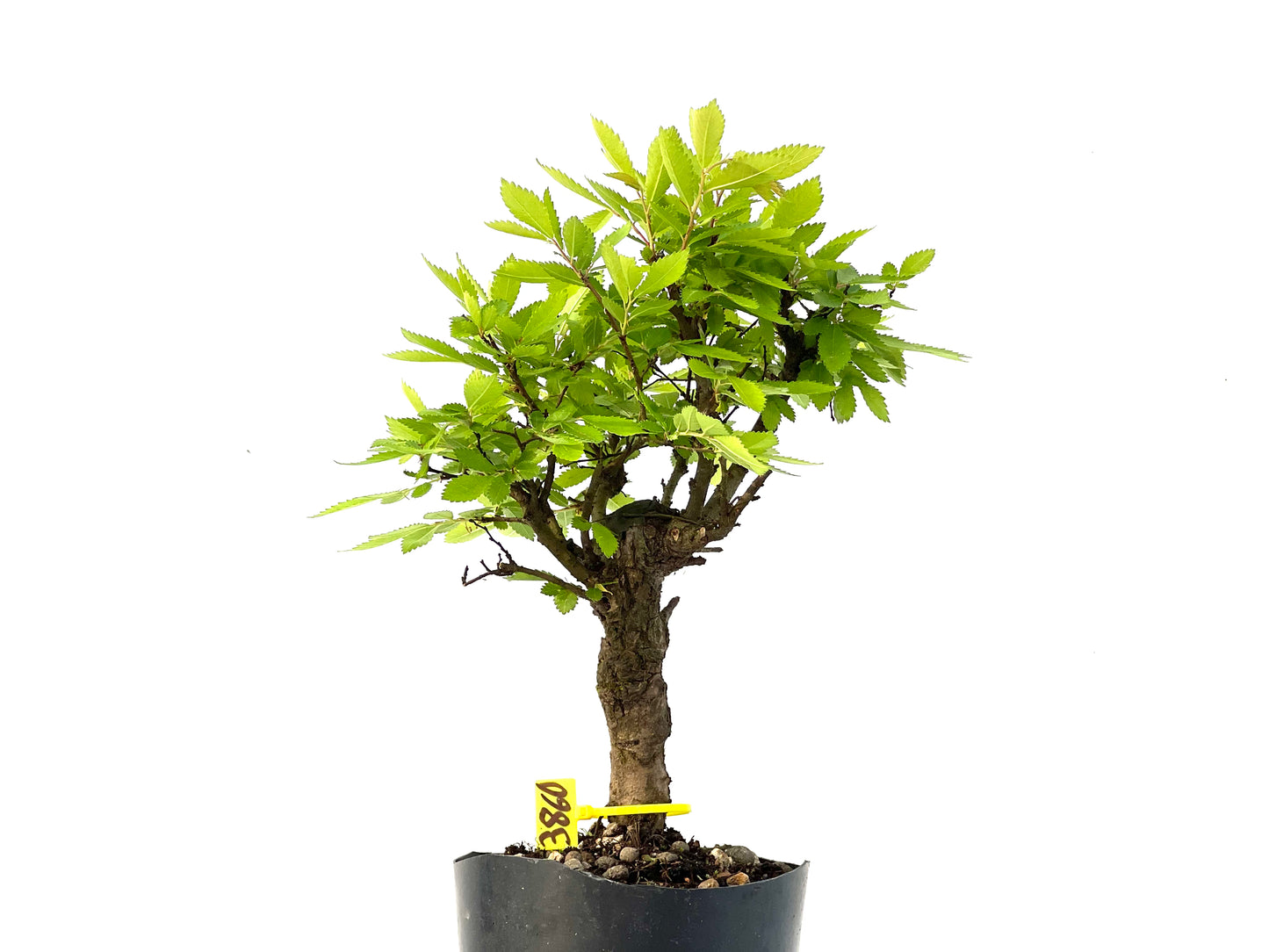 Olmo Nire Keyaki 3860