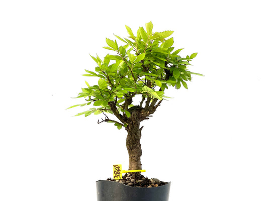 Olmo Nire Keyaki 3860