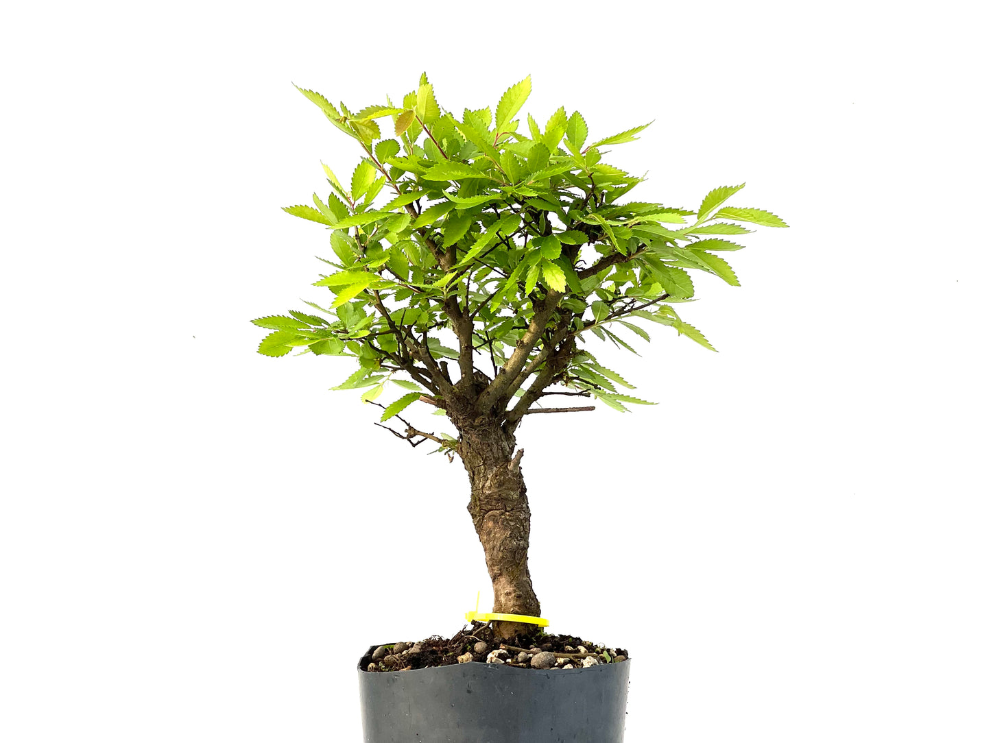Olmo Nire Keyaki 3860