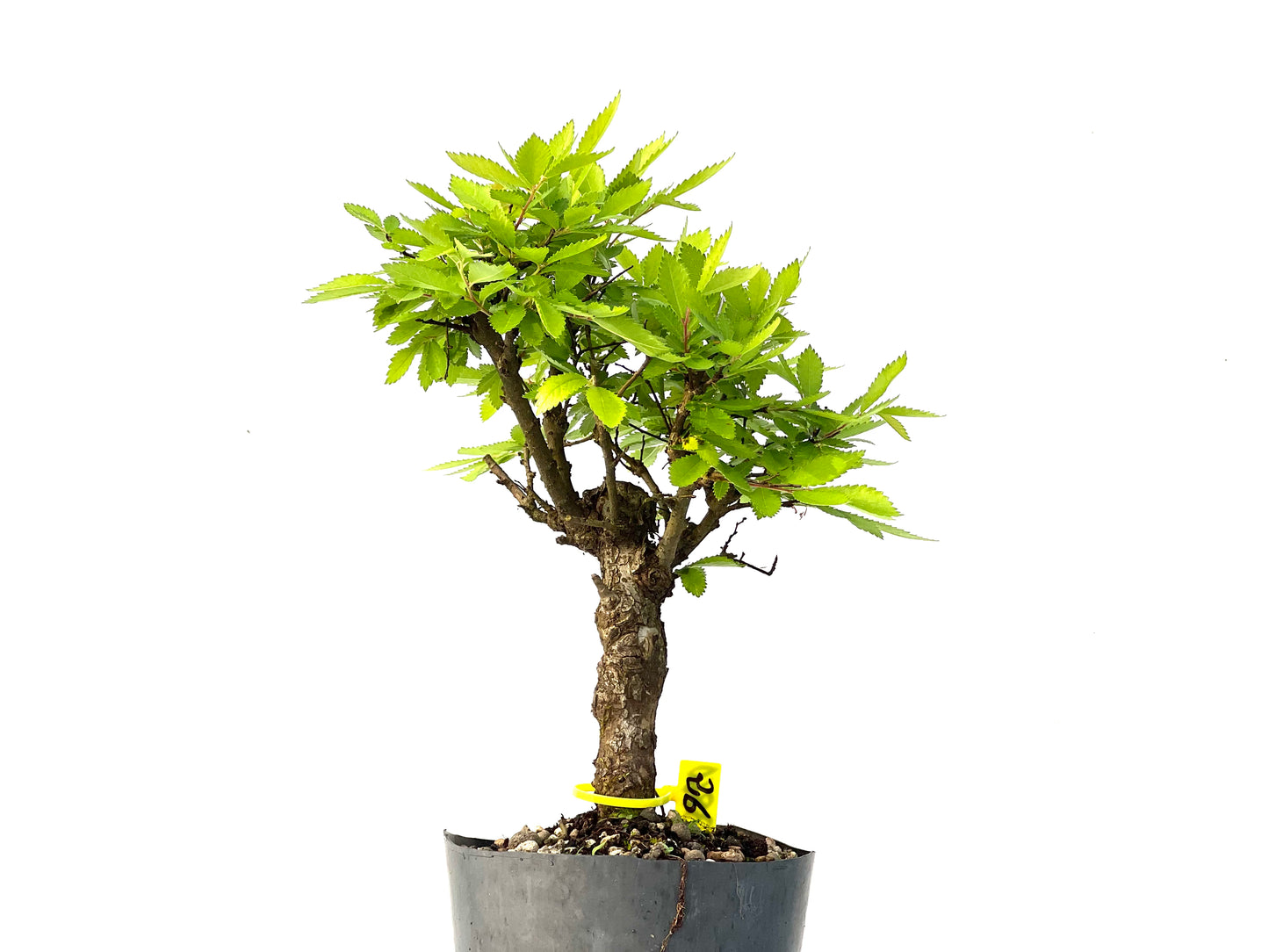 Olmo Nire Keyaki 3860