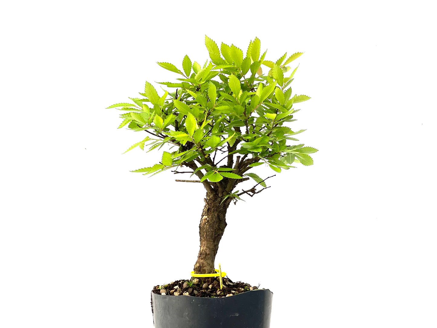 Olmo Nire Keyaki 3860