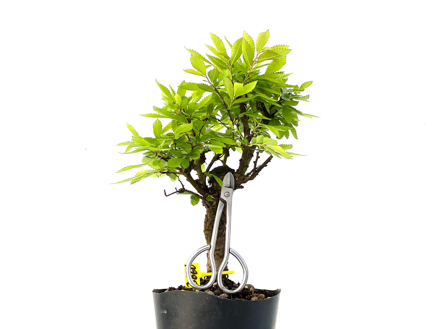 Olmo Nire Keyaki 3860