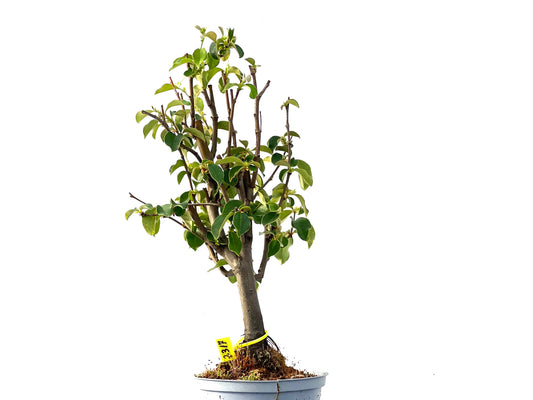 Pseudocidonia Sinensis 2317