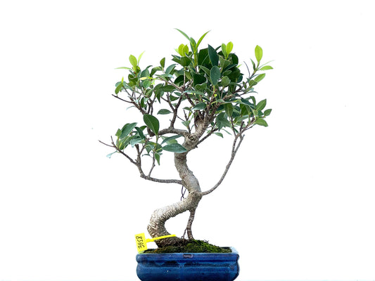 Ficus Tiger Bark 3958