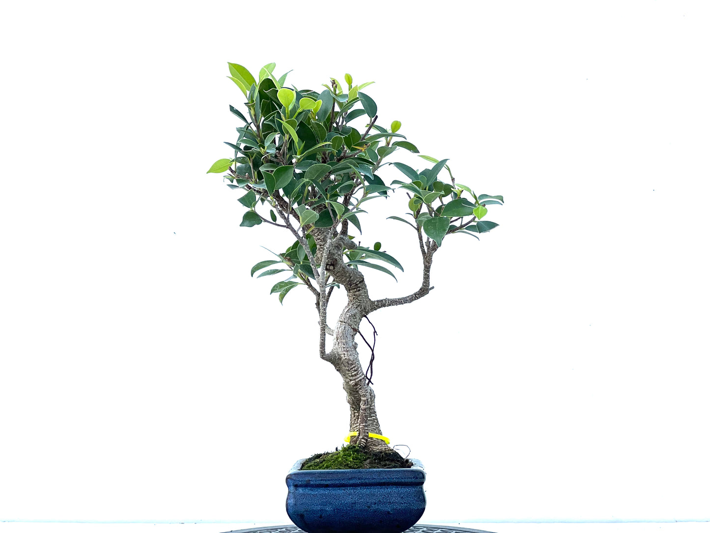 Ficus Tiger Bark 3958