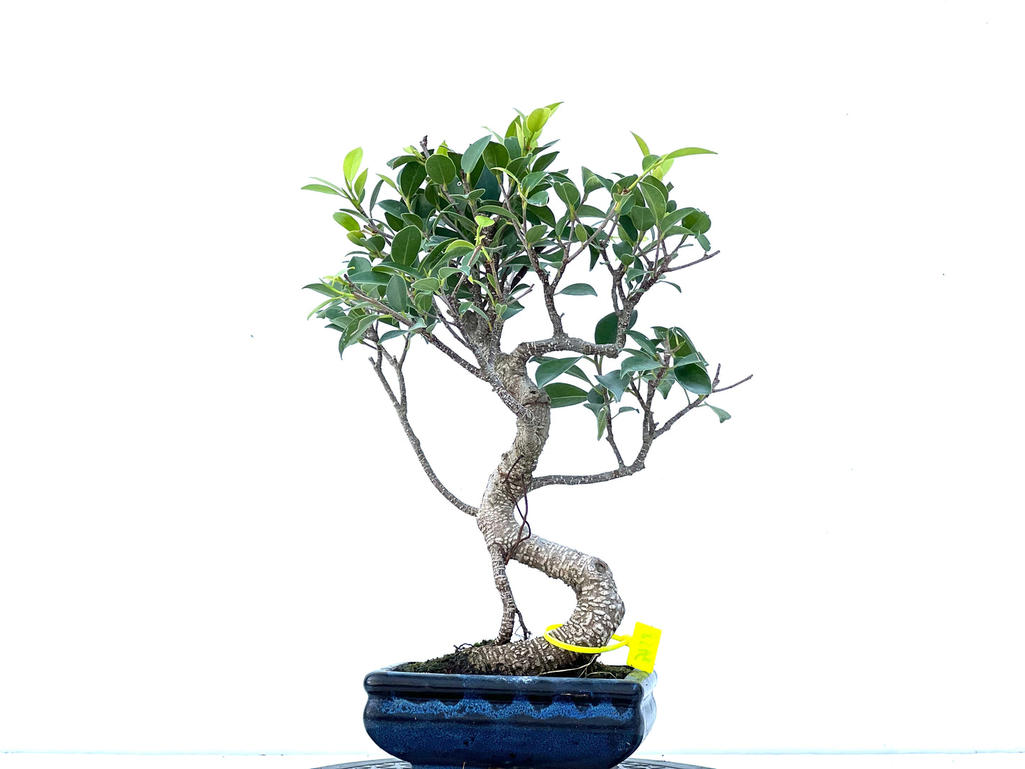 Ficus Tiger Bark 3958