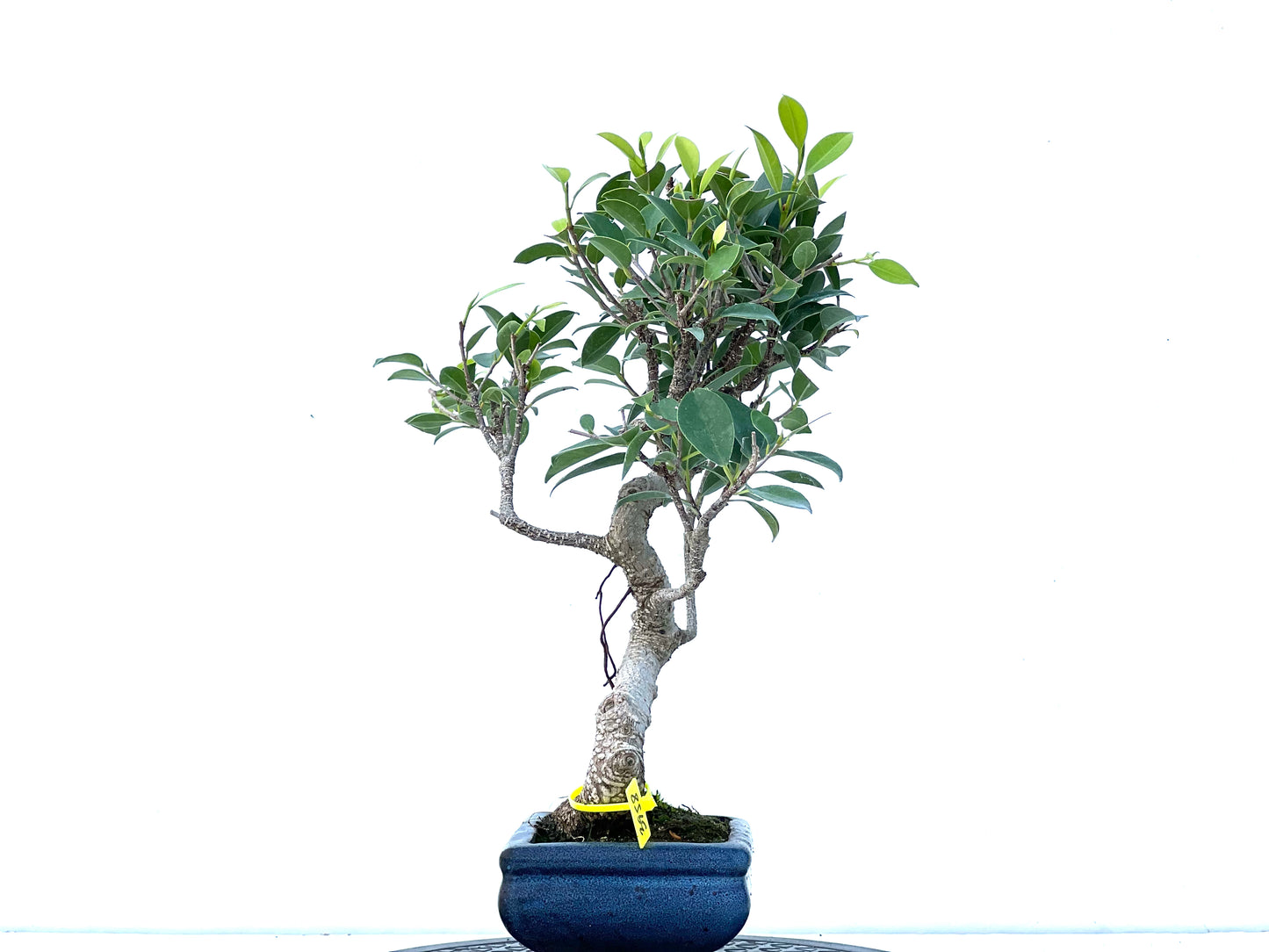 Ficus Tiger Bark 3958