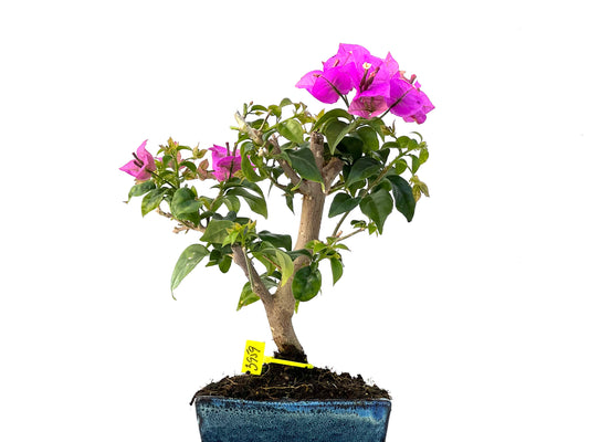 Buganvilla Glabra 3959