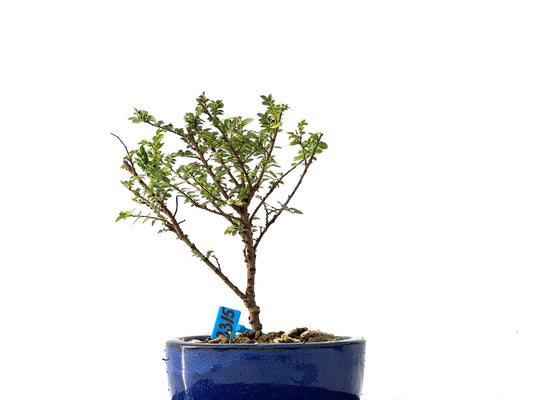 Ulmus Hokkaido 2315