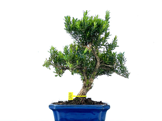 Buxus Harlandii 3960