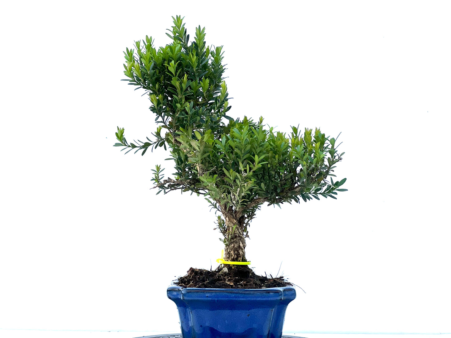Buxus Harlandii 3960
