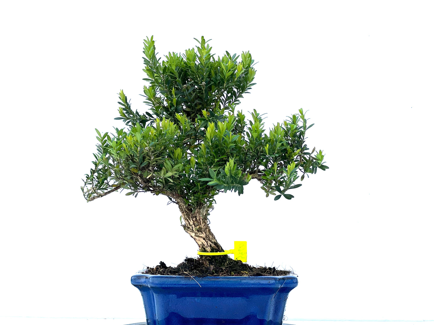 Buxus Harlandii 3960