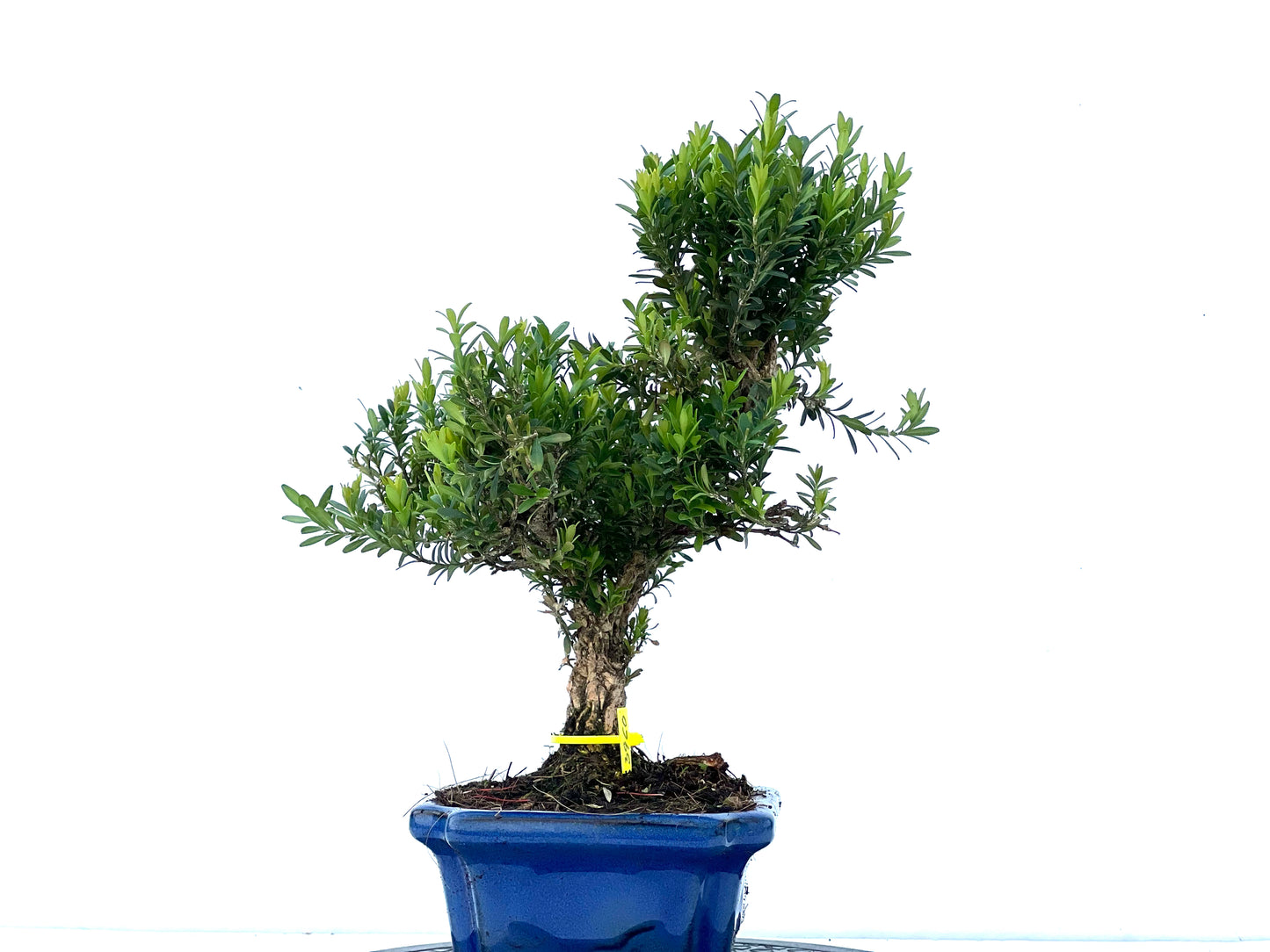 Buxus Harlandii 3960