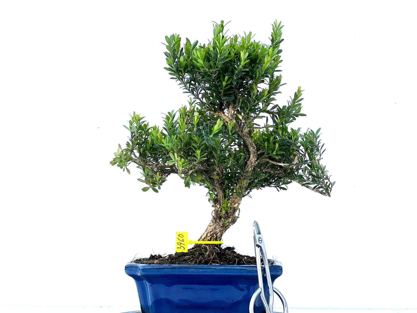 Buxus Harlandii 3960