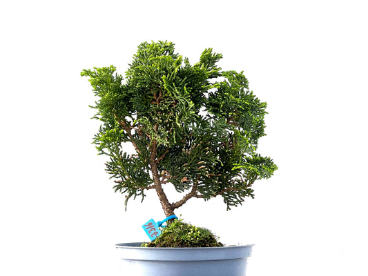 Chamaecyparis Obtusa Nana 2316