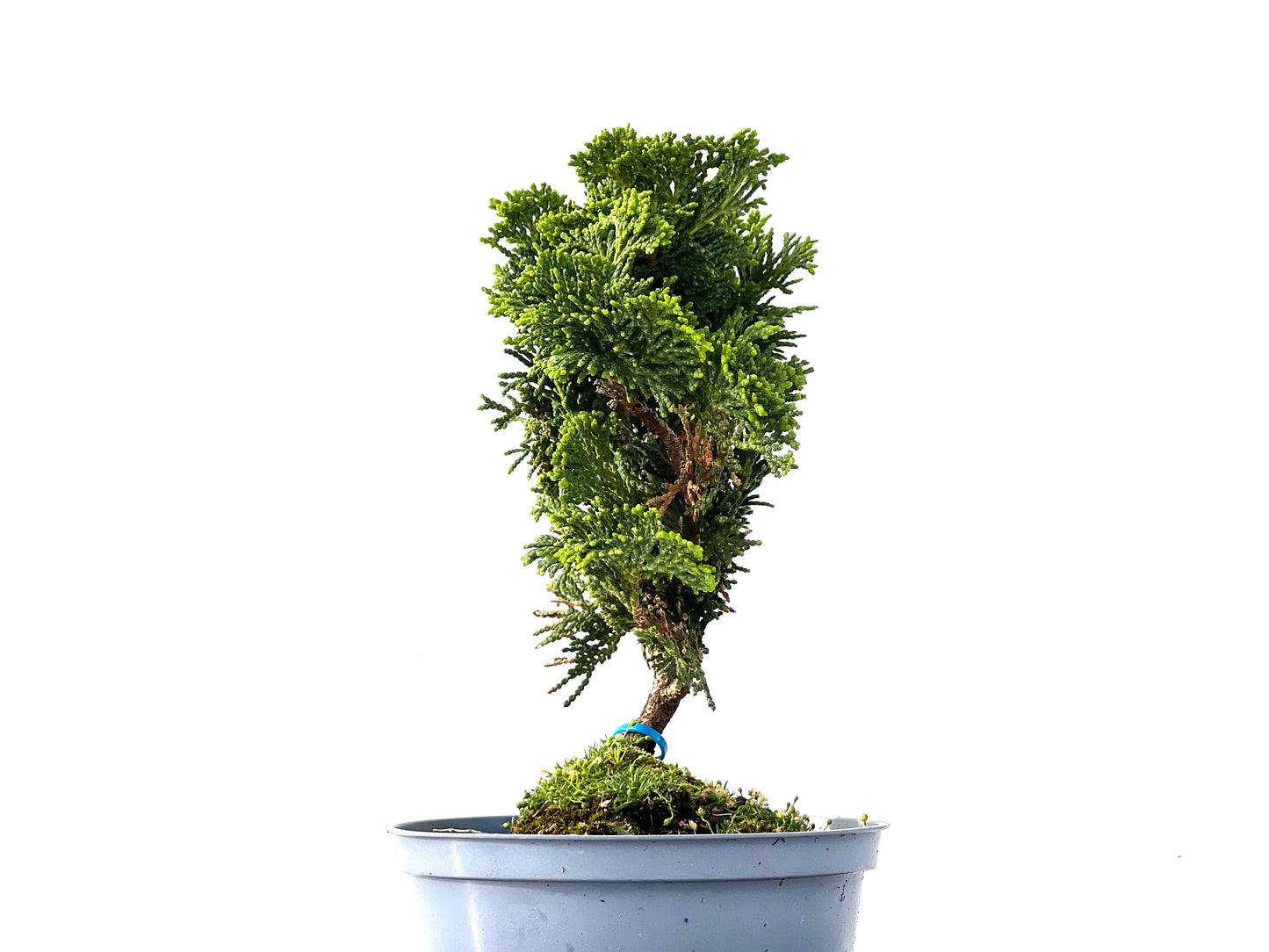 Chamaecyparis Obtusa Nana 2316