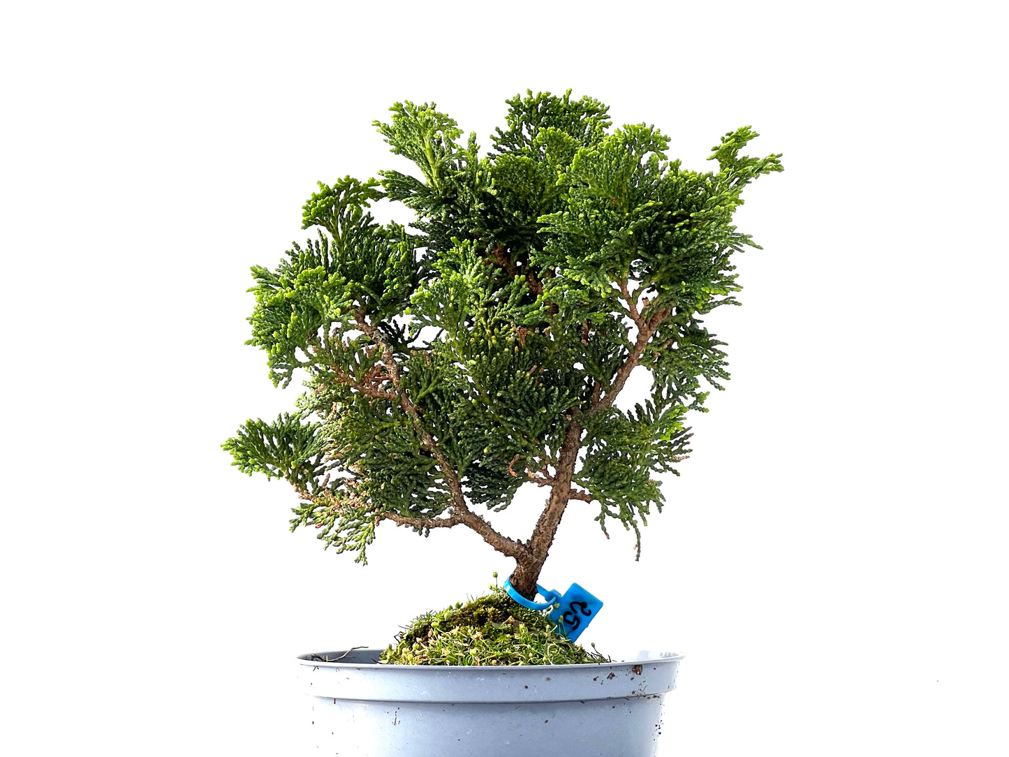 Chamaecyparis Obtusa Nana 2316