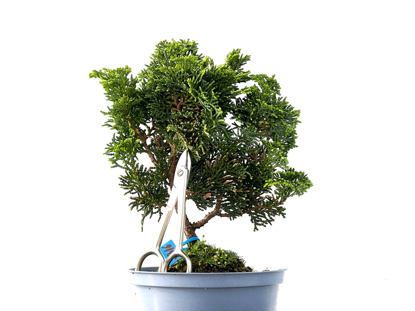 Chamaecyparis Obtusa Nana 2316