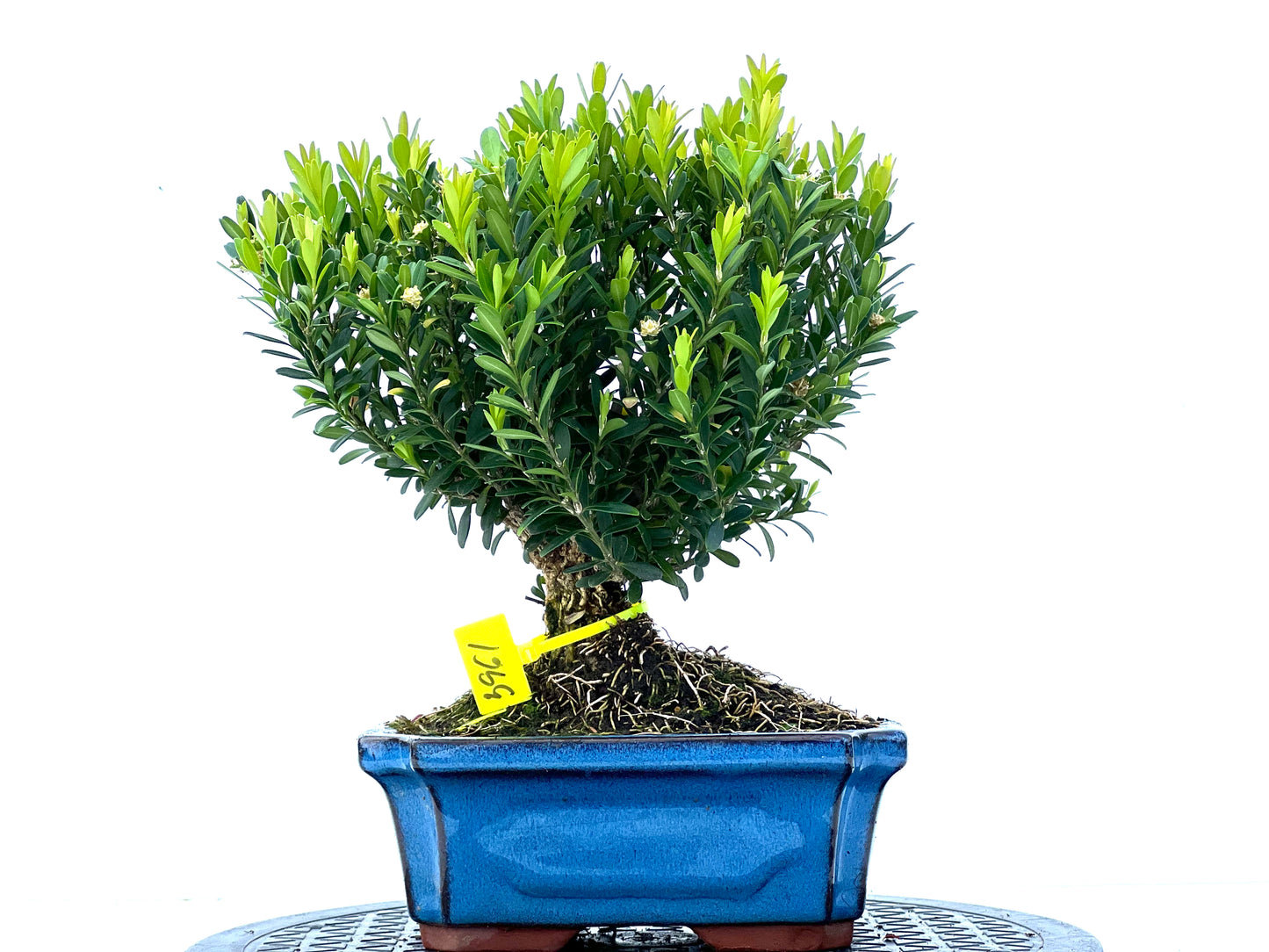 Buxus Harlandii 3961