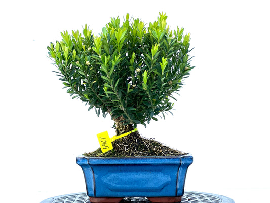 Buxus Harlandii 3961