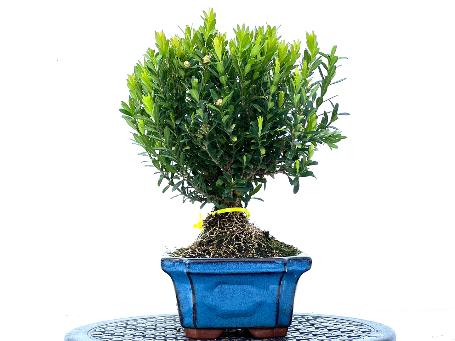 Buxus Harlandii 3961