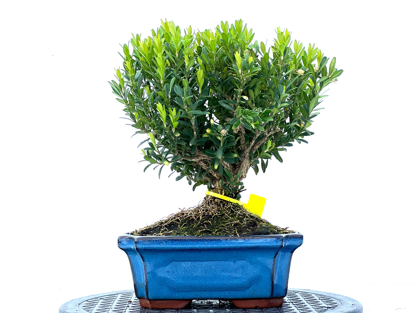 Buxus Harlandii 3961
