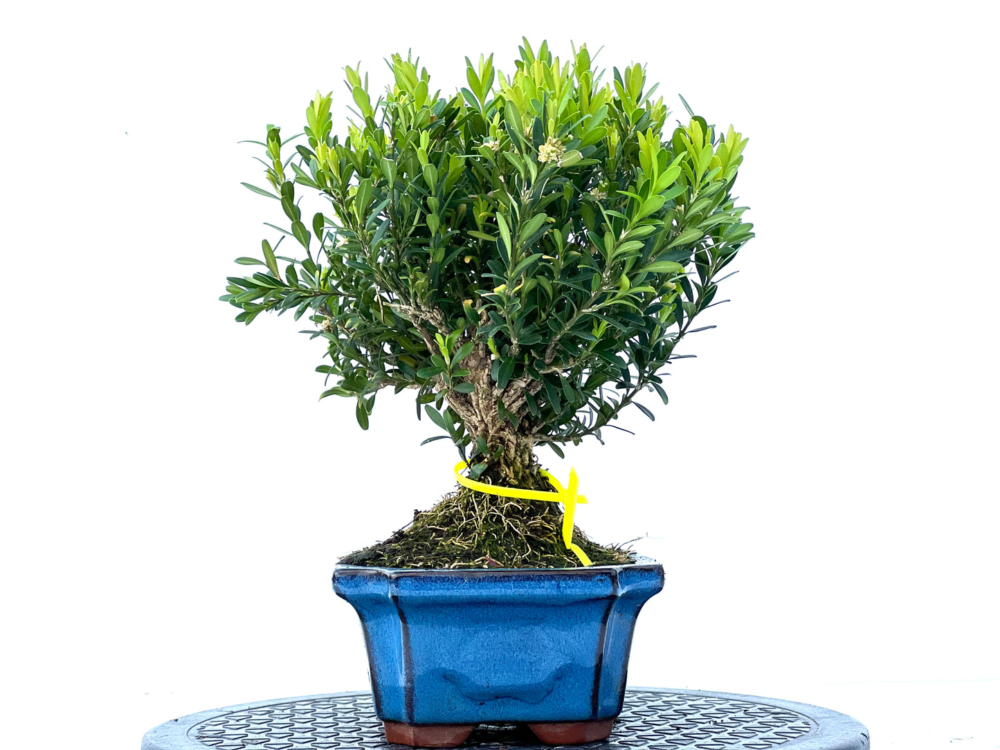 Buxus Harlandii 3961