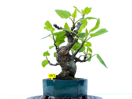Ficus Carica 3963