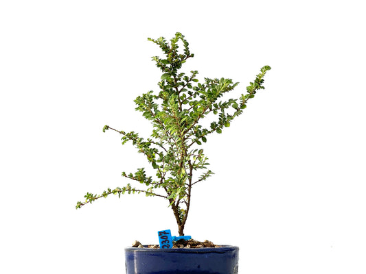 Ulmus Hokkaido 2307