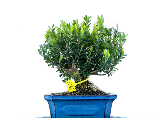 Buxus Harlandii 3965