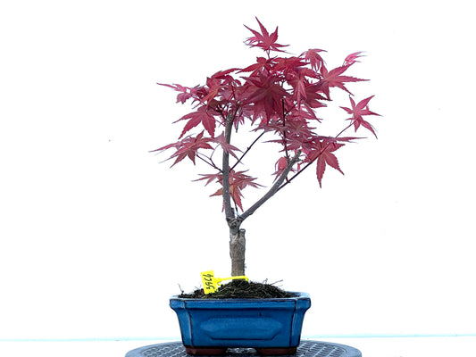 Acer Palmatum Deshojo 3964