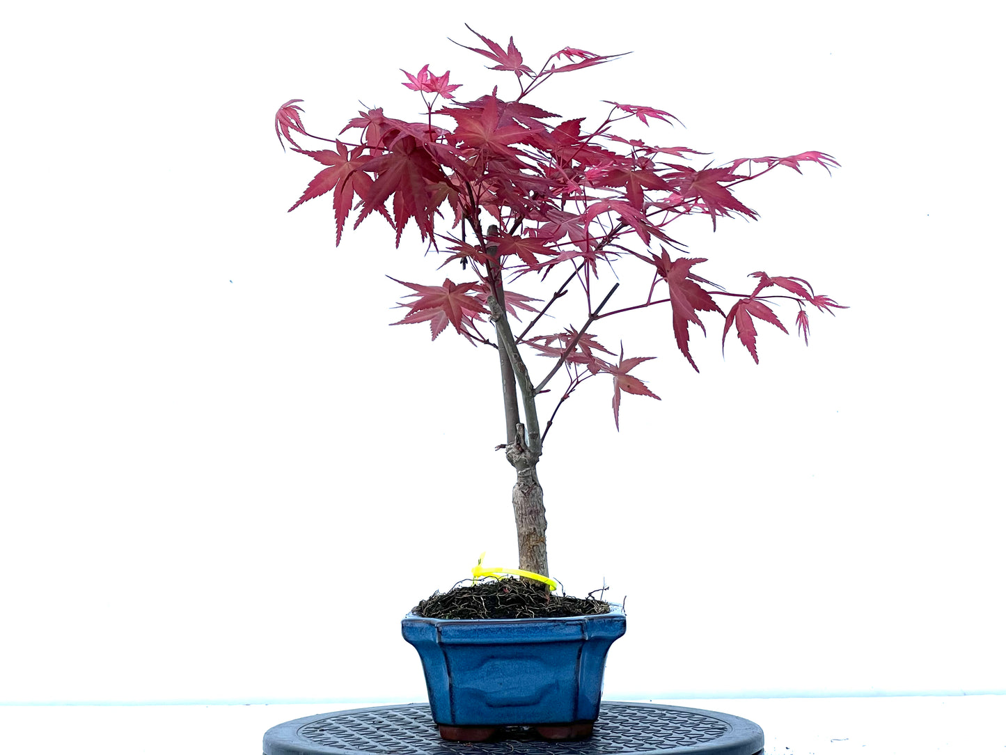 Acer Palmatum Deshojo 3964
