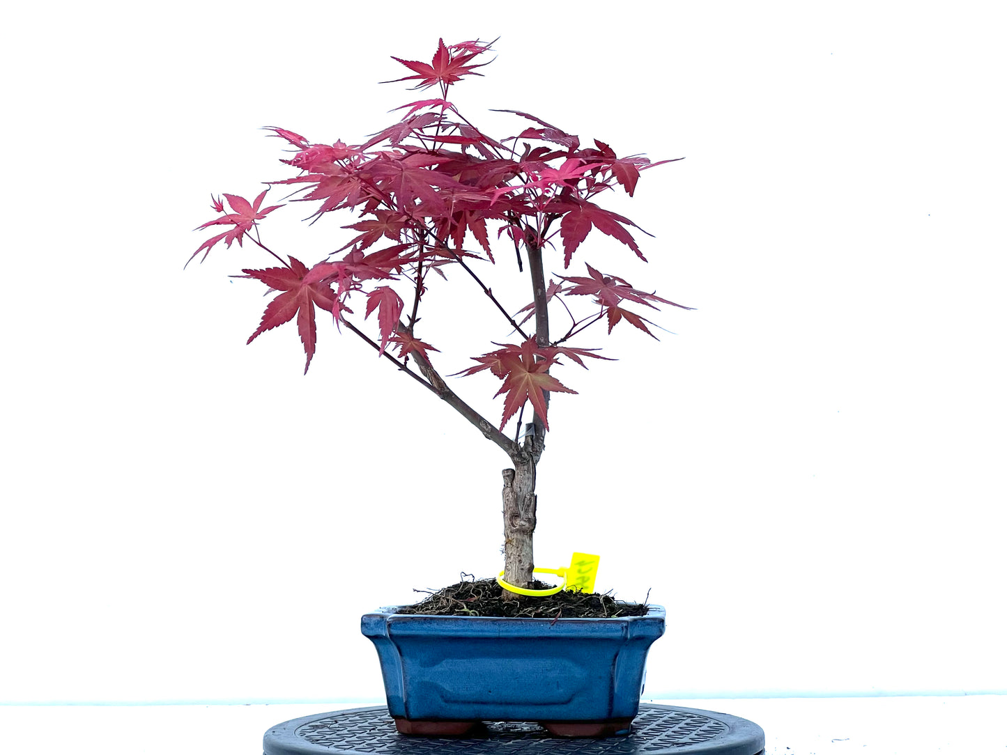 Acer Palmatum Deshojo 3964
